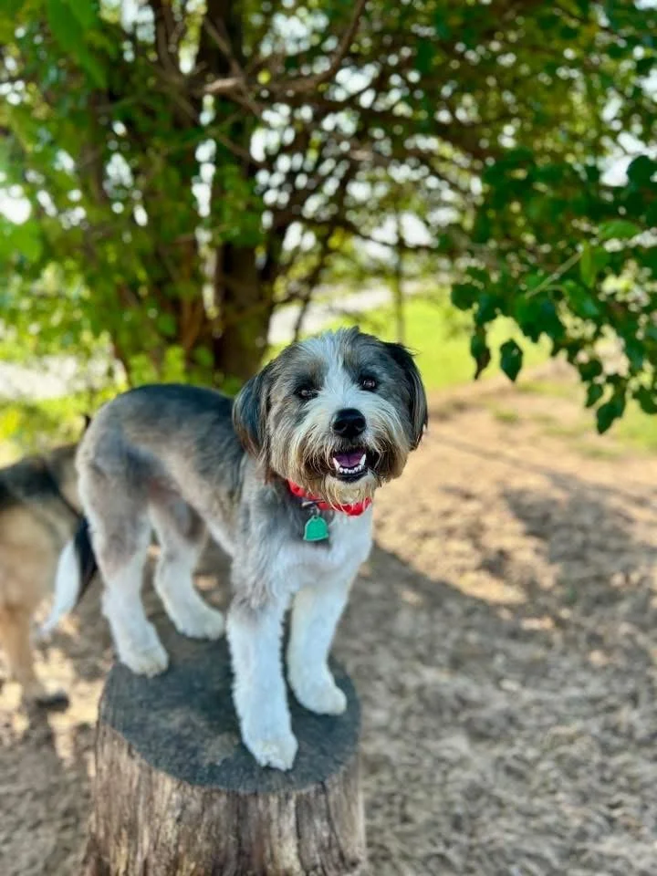 A happy dog with a gray and white coat standing on a tree stump outdoors, surrounded by green foliage.