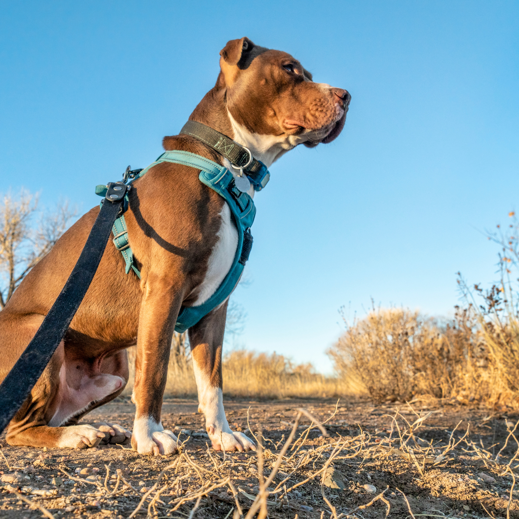 A brown and white dog wearing a blue harness, sitting on dirt ground with dry plants, looking to the right, against a clear blue sky.