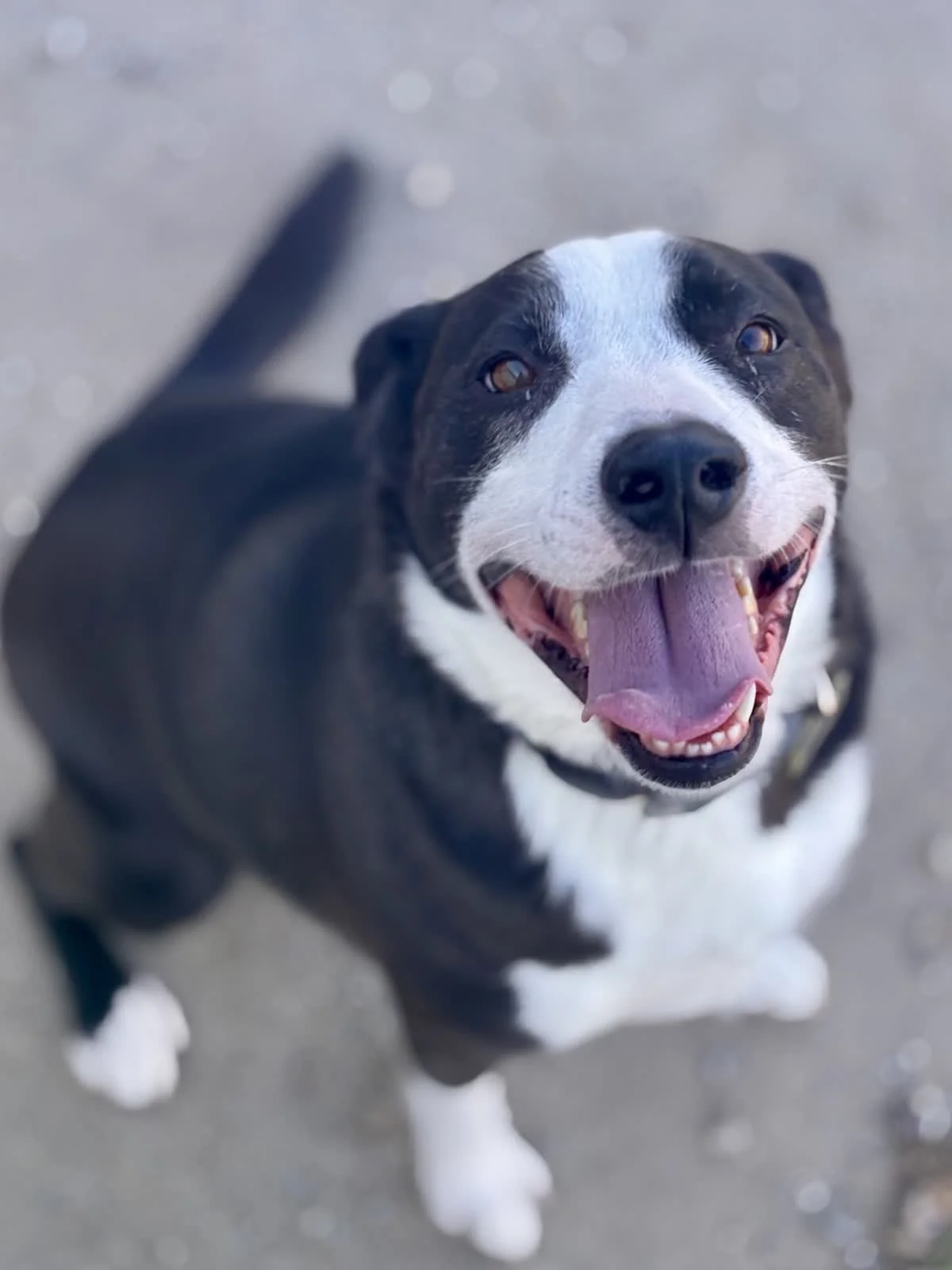 A happy black and white dog looking up, with its tongue out and mouth open.