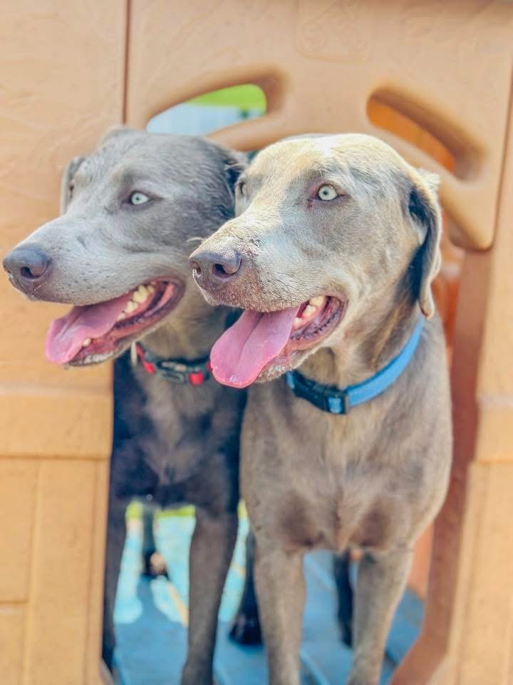 Two dogs with blue eyes, one wearing a red collar and the other wearing a blue collar, sitting behind a wooden structure and looking to the side with their tongues out.