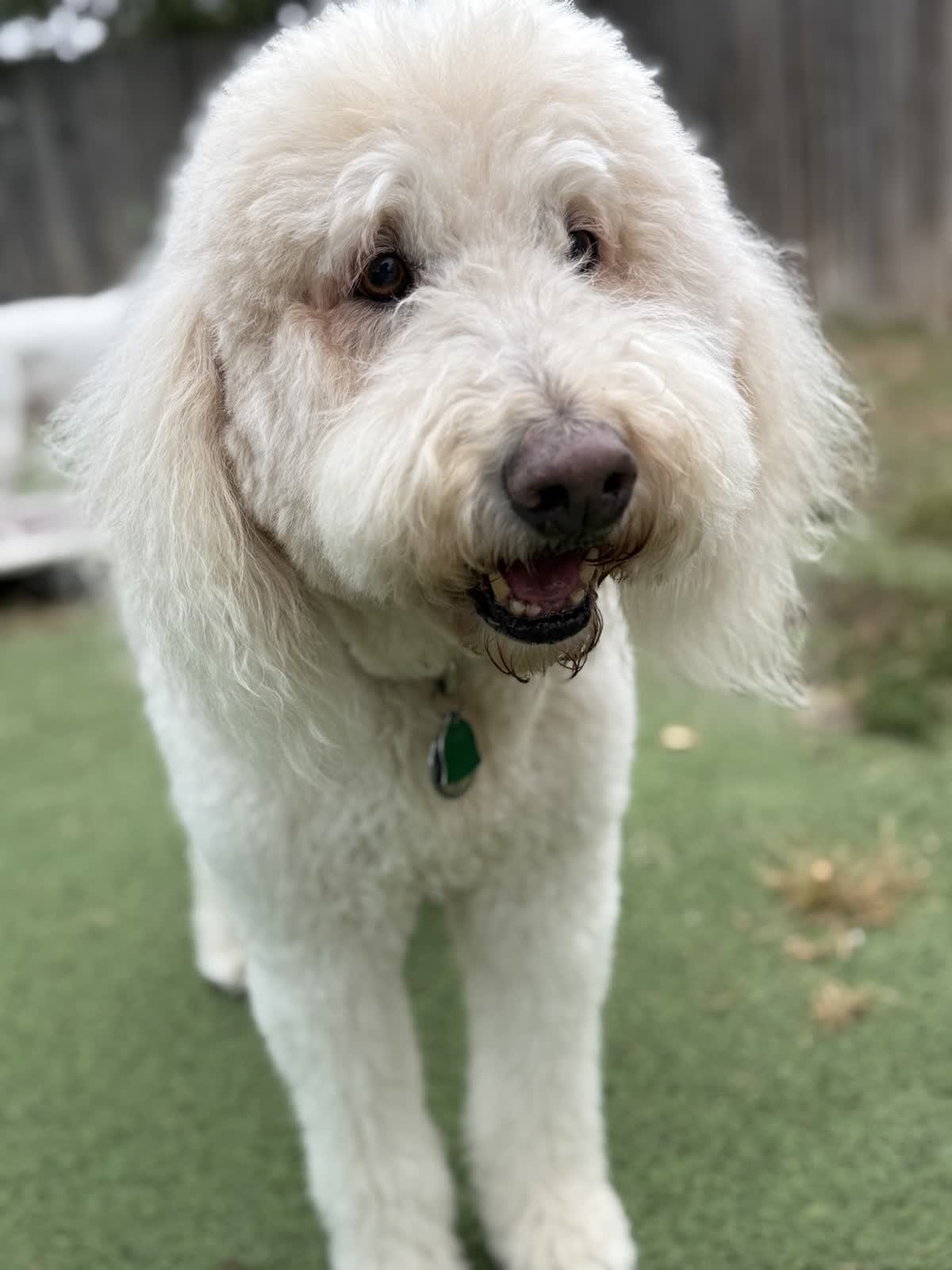 Close-up of a fluffy, light-colored dog standing on grass in a backyard, looking at the camera with a partial smile.