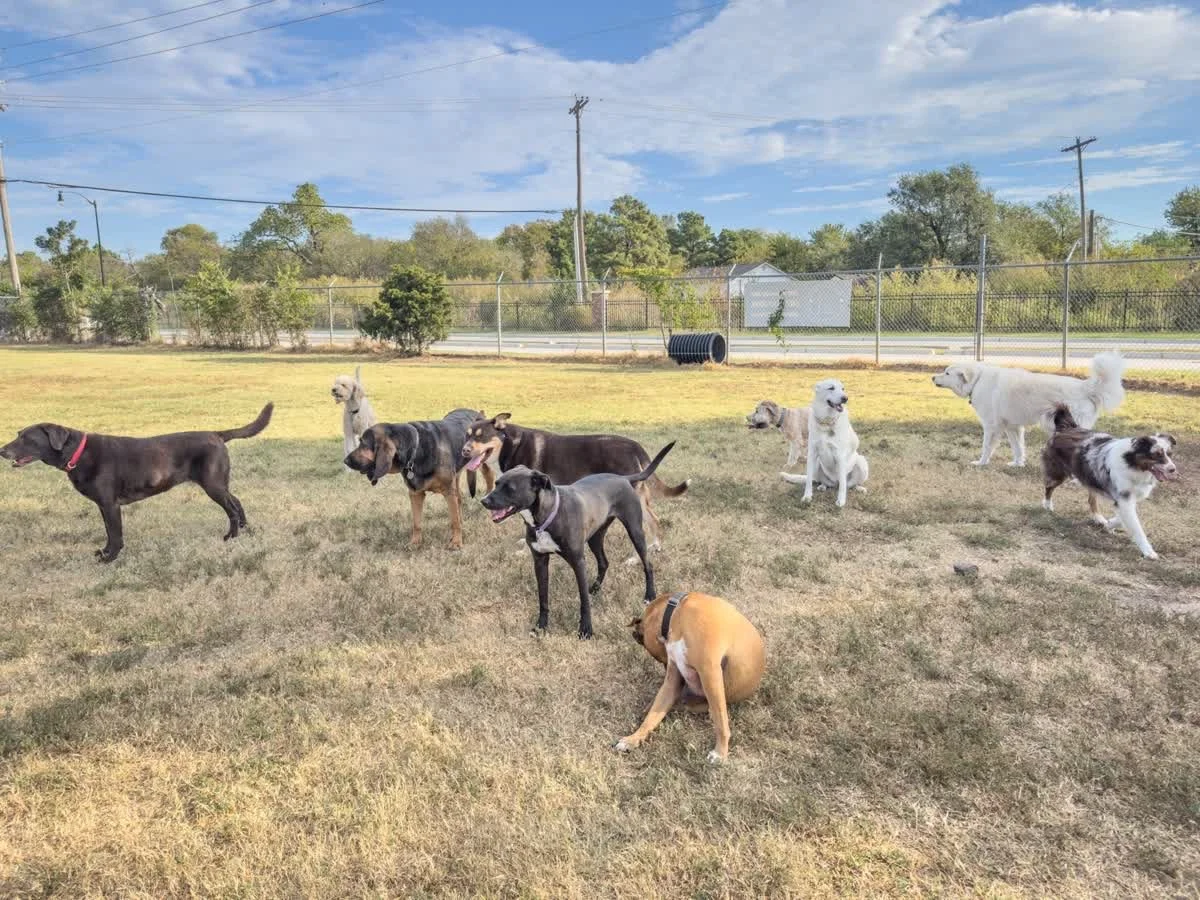 Multiple dogs of various breeds playing outside on a grassy field with a chain-link fence, trees, and a partly cloudy sky in the background.