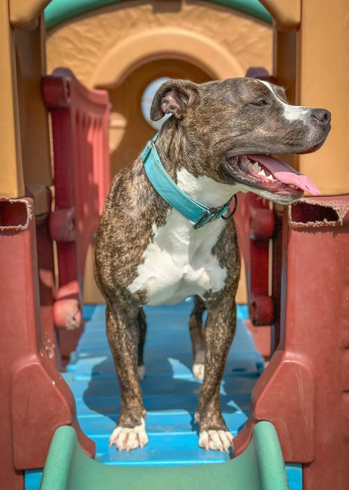 A happy, brindle and white dog with a turquoise collar standing at the entrance to a colorful playground tube slide, panting with tongue out.