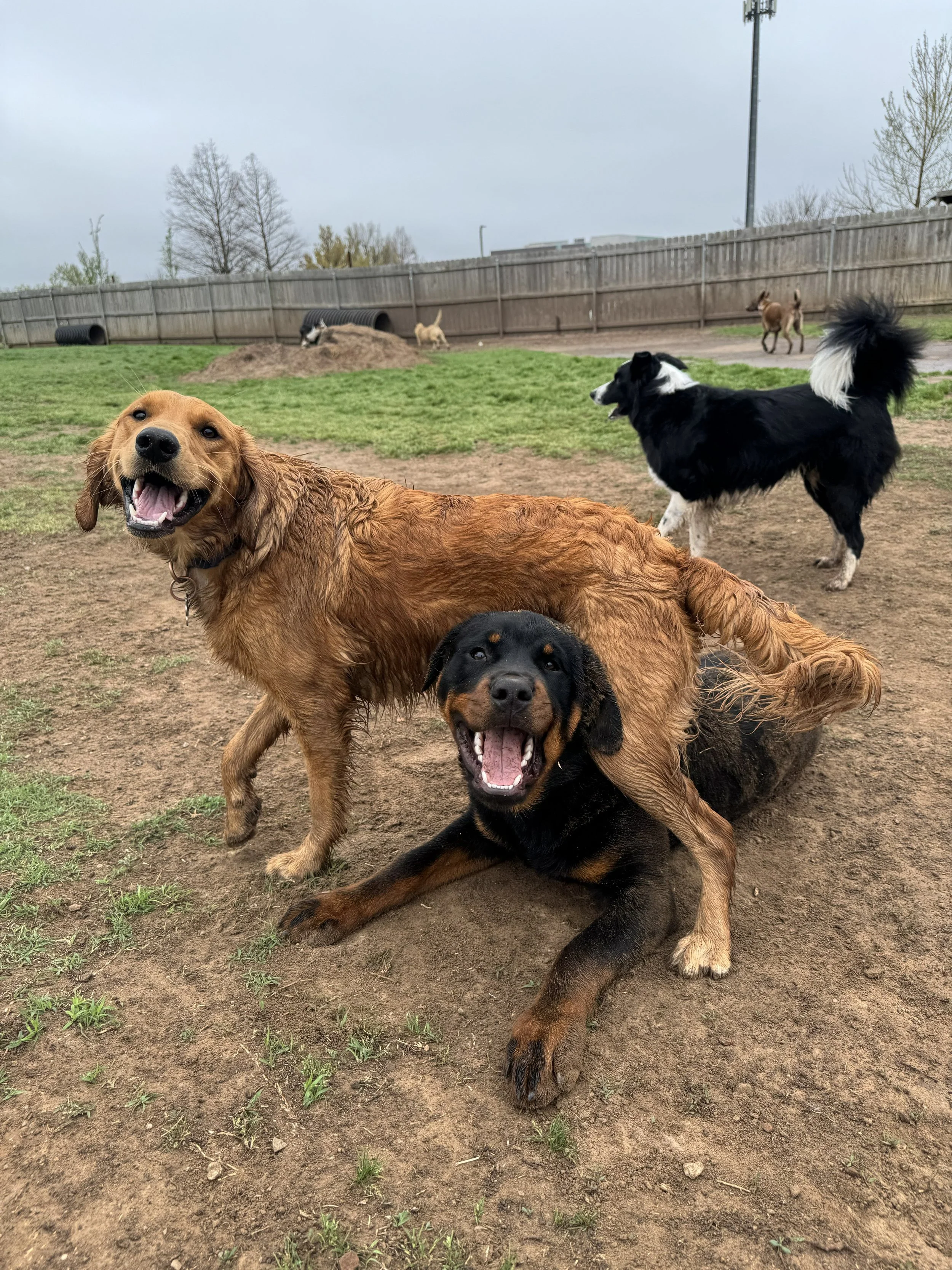 Two dogs playing in a dog park with a muddy patch on the ground, other dogs in the background, and a wooden fence surrounding the area.