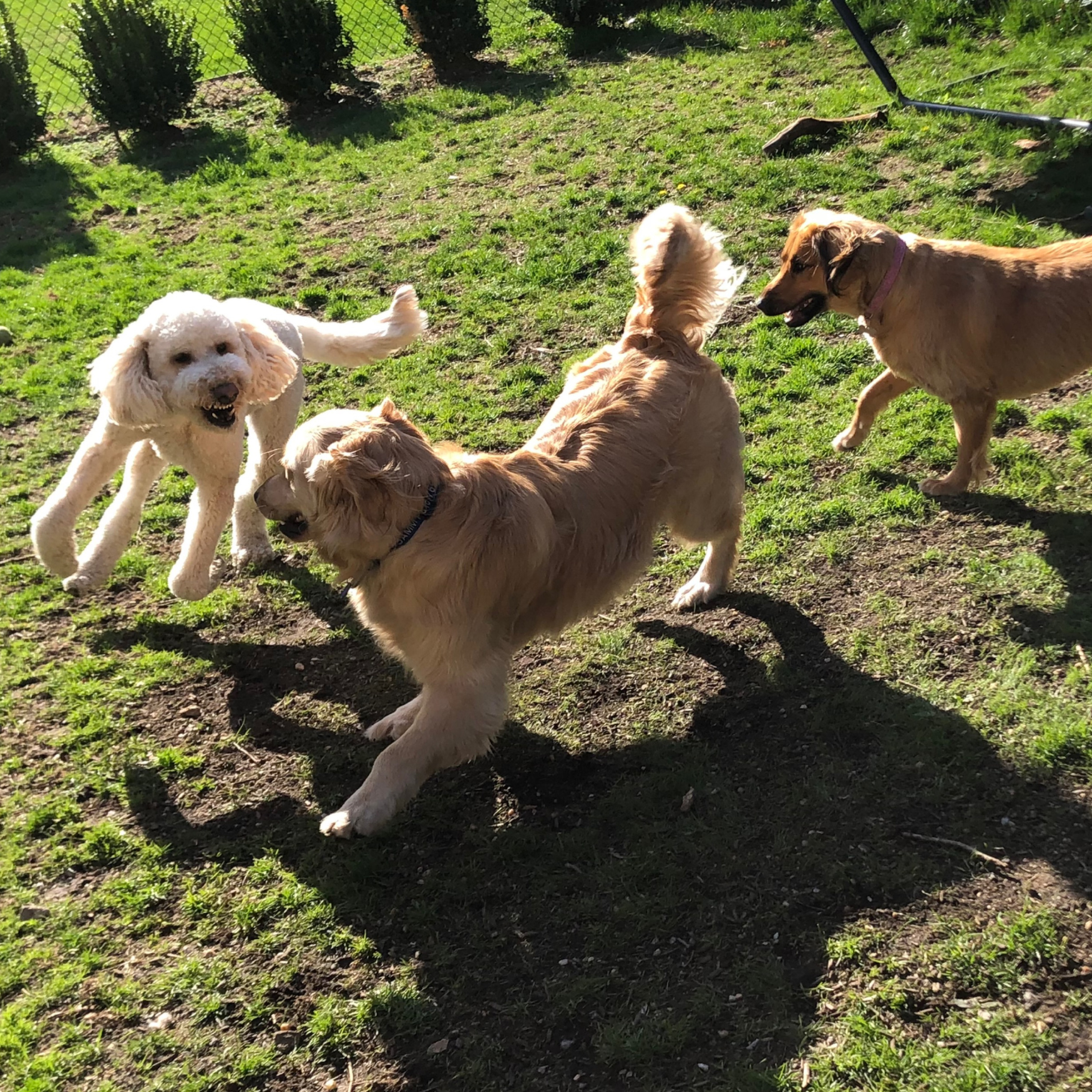 Four dogs playing and running in a grassy yard with a chain-link fence and bushes in the background.