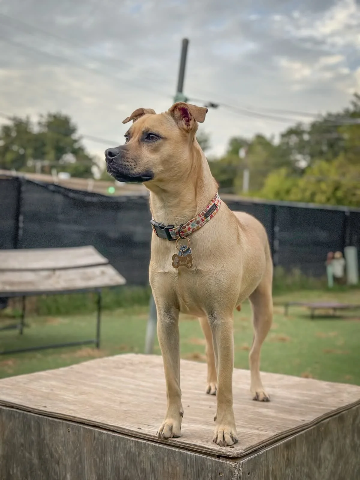 Boarding — Annie's Ruff House