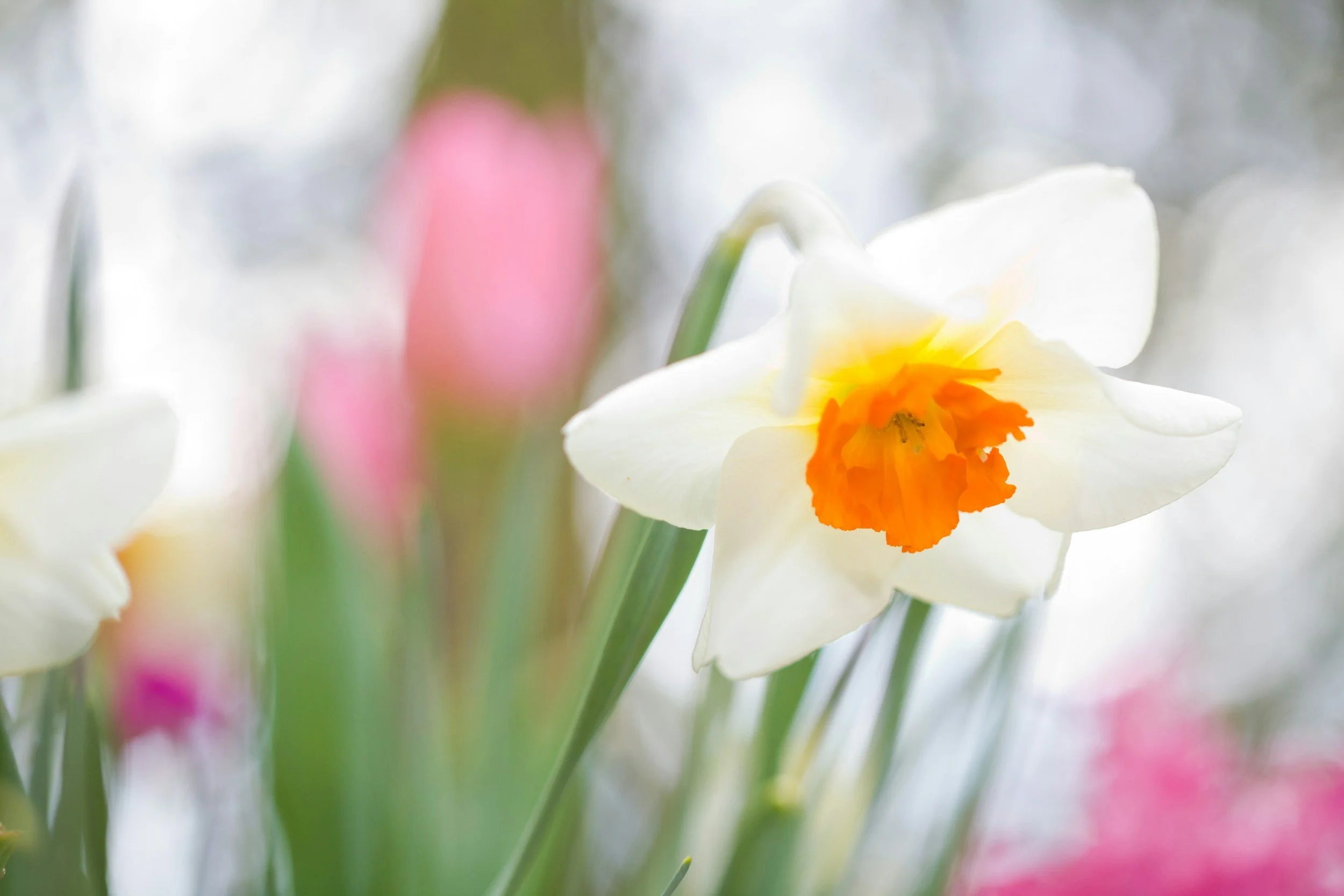 Narcissus Poeticus:  Beauty, Beast or Both?