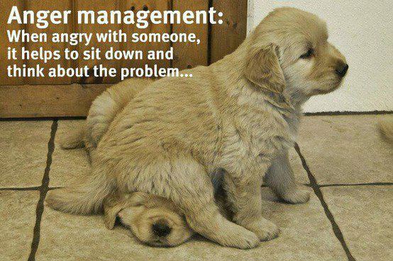 Golden puppies.jpeg