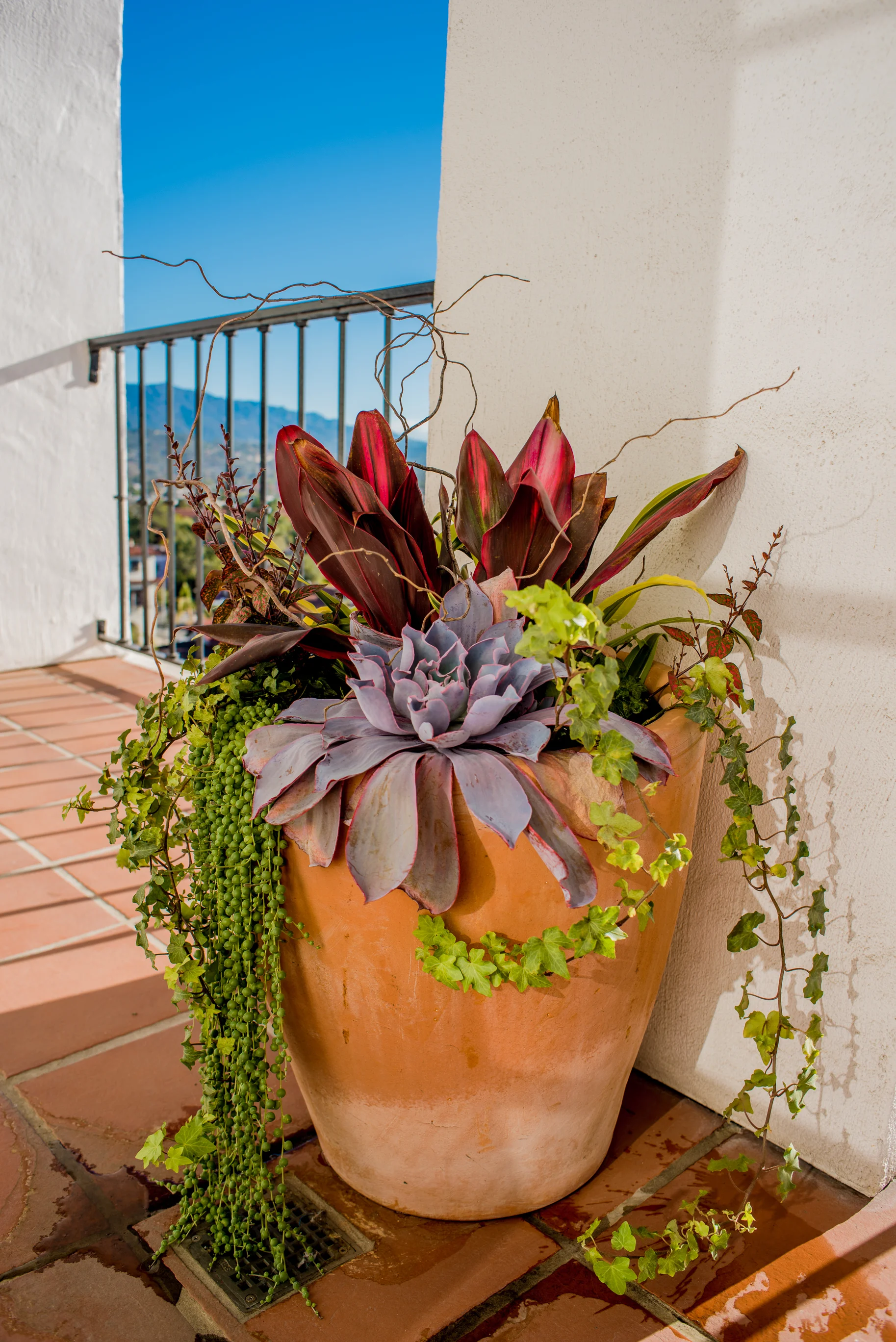 18_Succulent_Plants_large_outdoor_business_EL.jpg