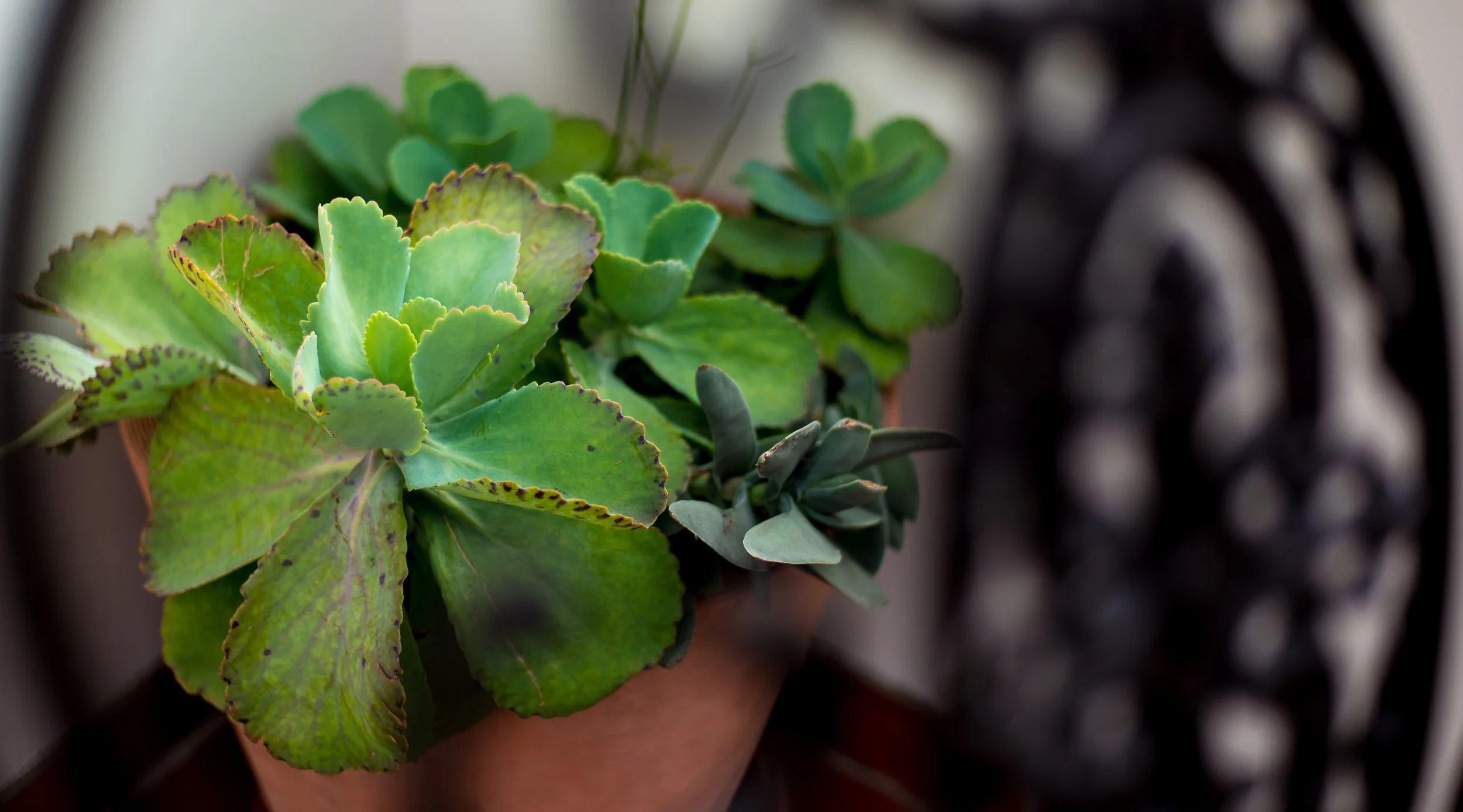 26_Succulents_Terra_Cotta_Pot_Outdoor_Business_EL.jpg