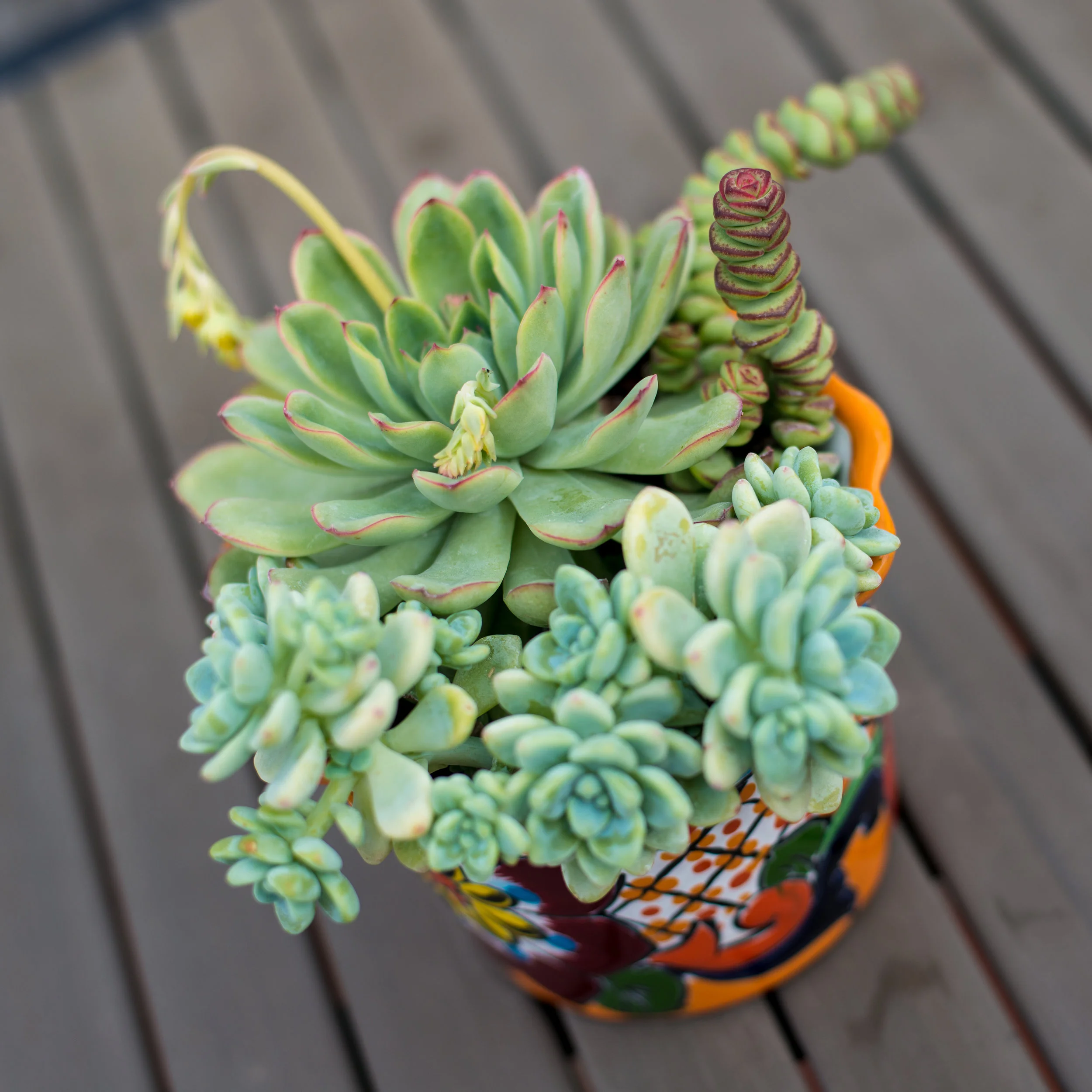 27_Succulent_Outdoor_mini_Mexican_Pot_Business_EL.jpg