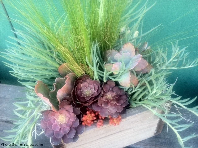 33_Succulents_rustic_box_Outdoor_Business_EL.jpg