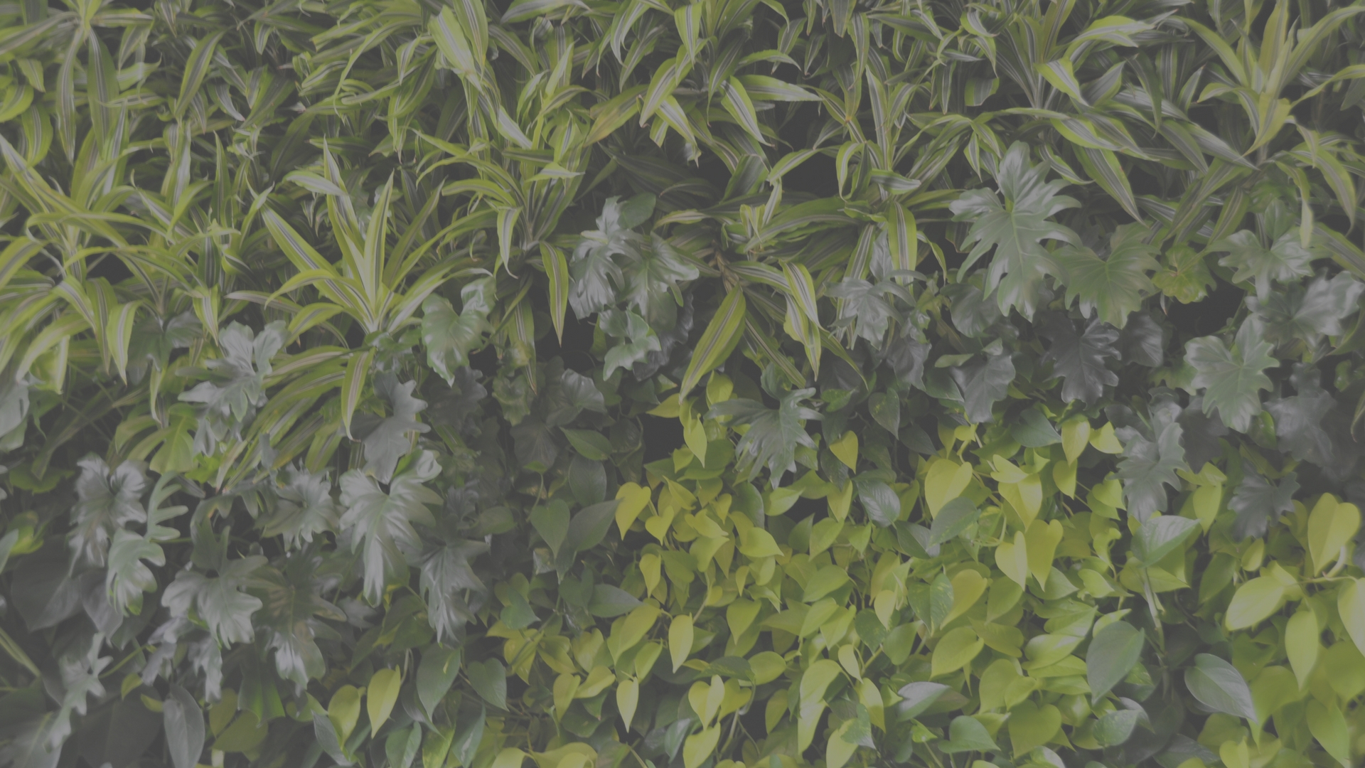 banner image.jpg