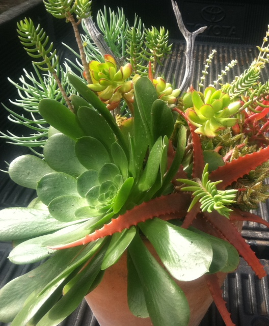 34_Succulents_Outdoor_Terra_Cotta_Business_EL.jpg