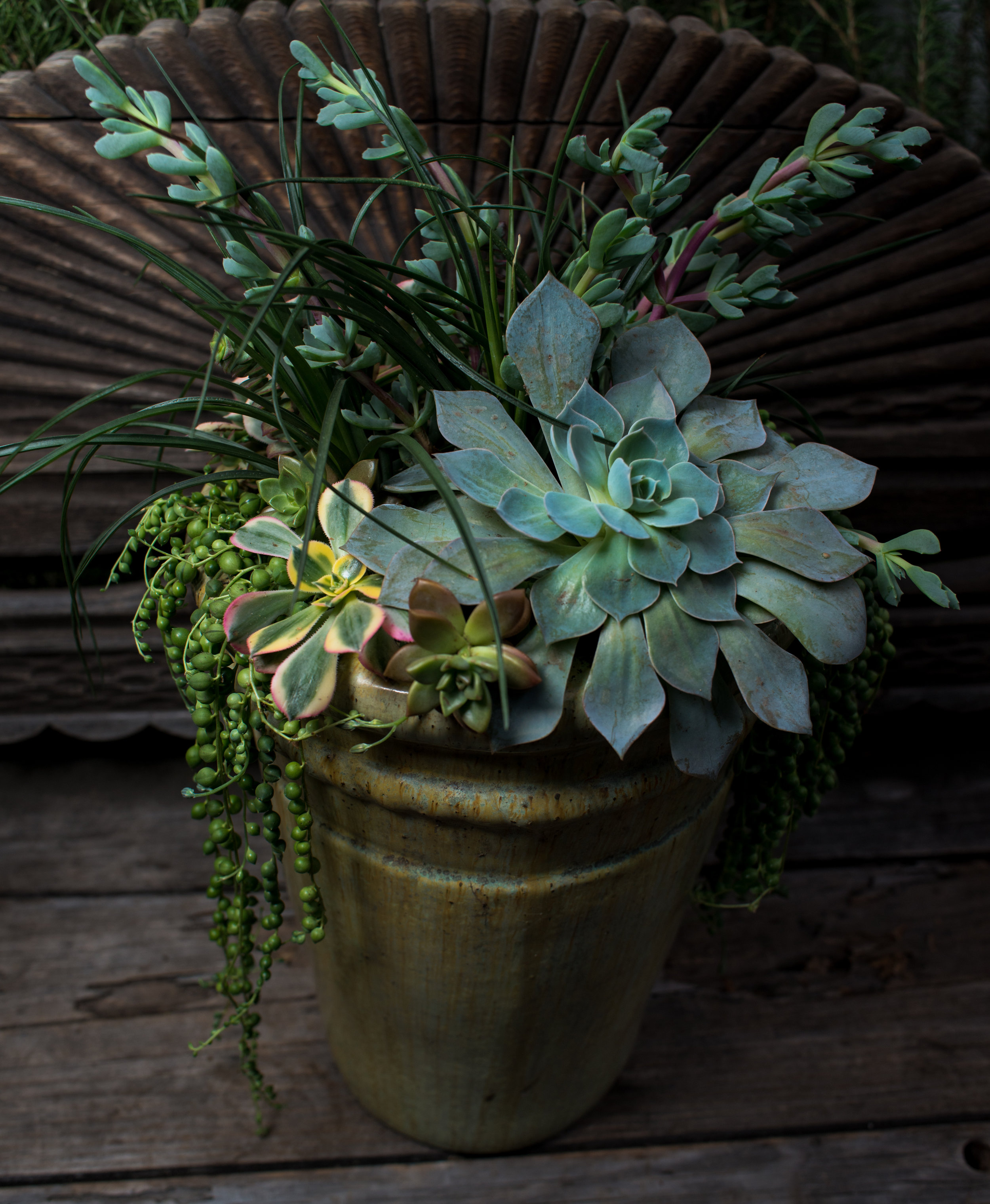 35_Succulents_Glazed_pot_outdoor_business_EL.jpg