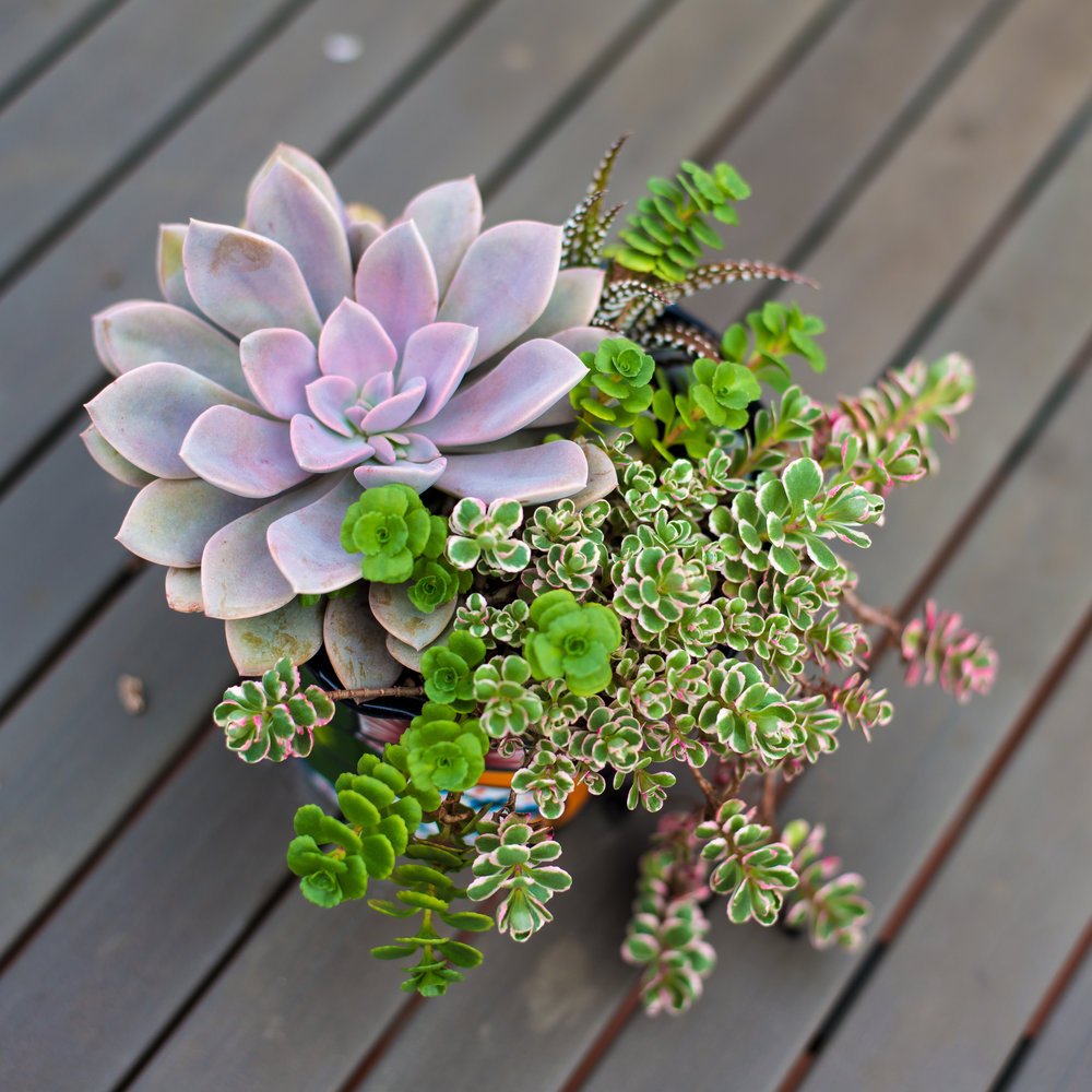 28_Succulent_Outdoor_Mexican_Mini_Pot_Business_EL.jpg