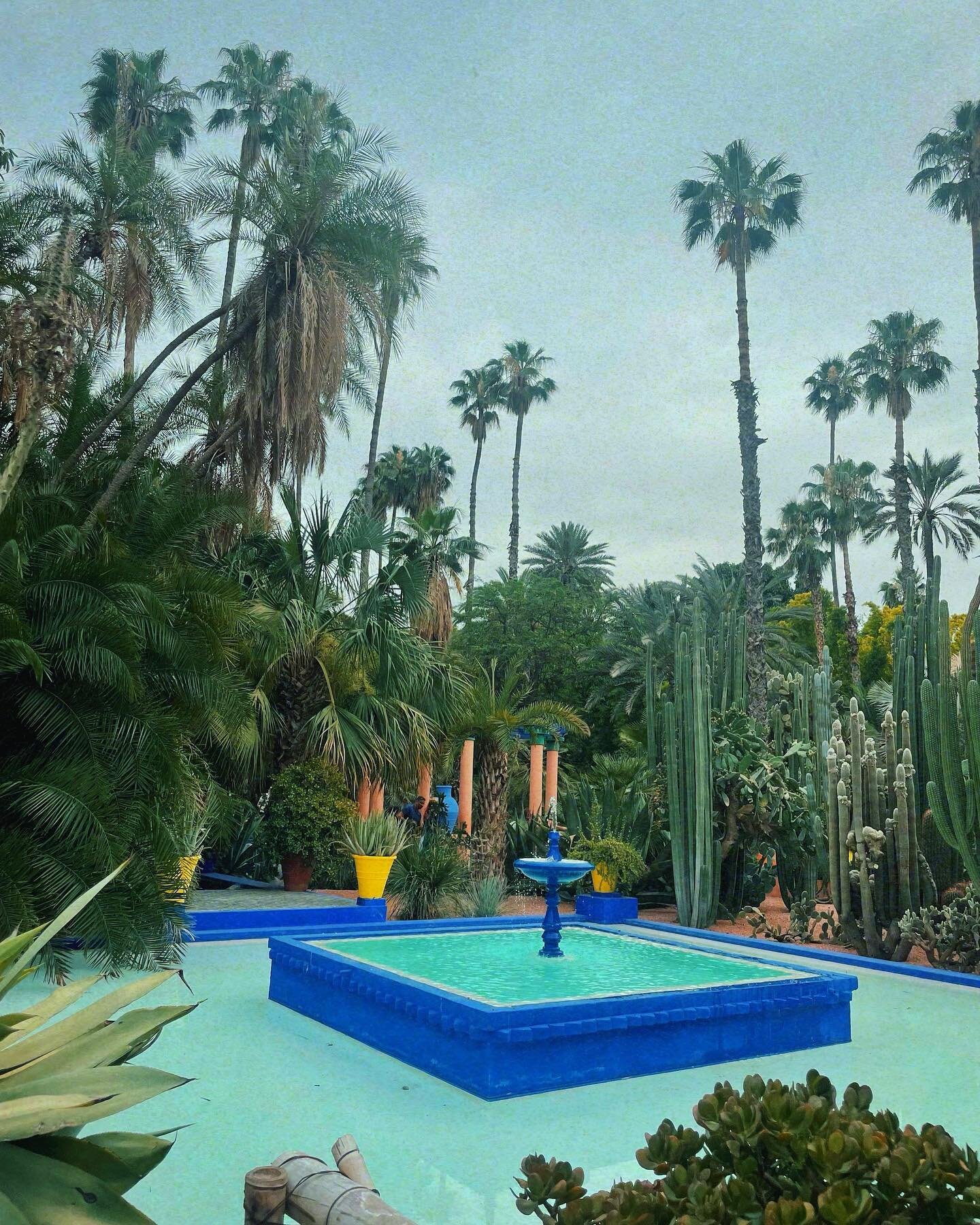 🌵+ 🦋
