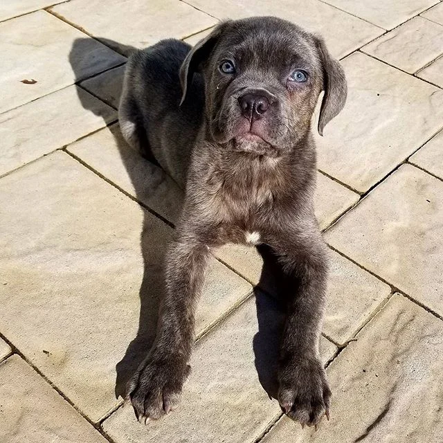 Manganiello Cane Corso