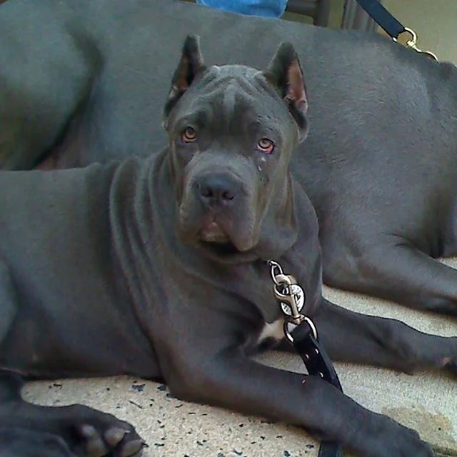Manganiello Cane Corso