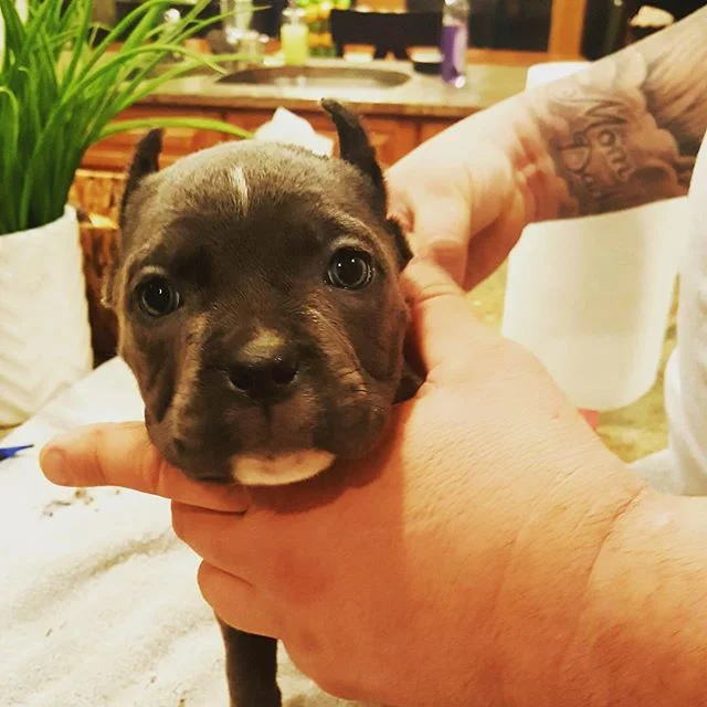 Manganiello Cane Corso