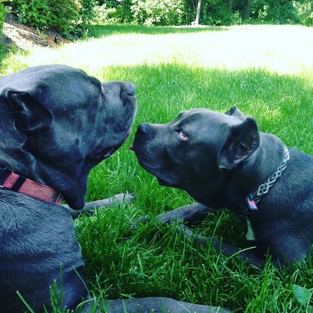 Manganiello Cane Corso
