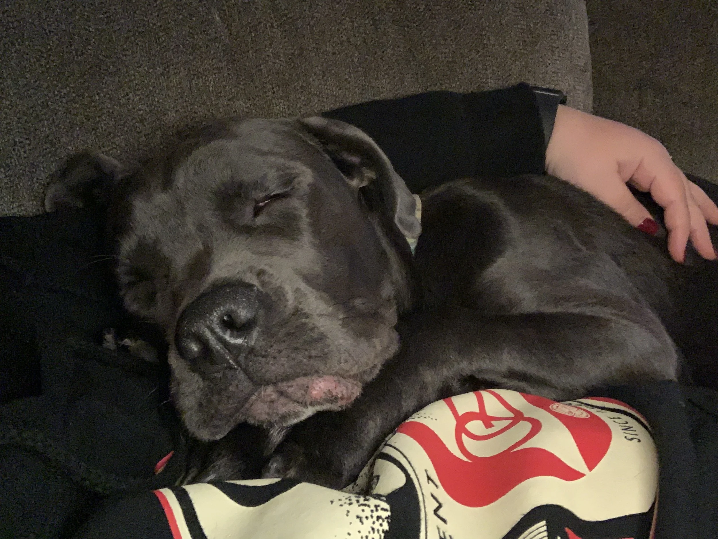 Testimonials Manganiello Cane Corso