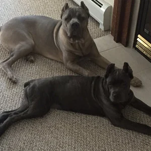 Testimonials Manganiello Cane Corso