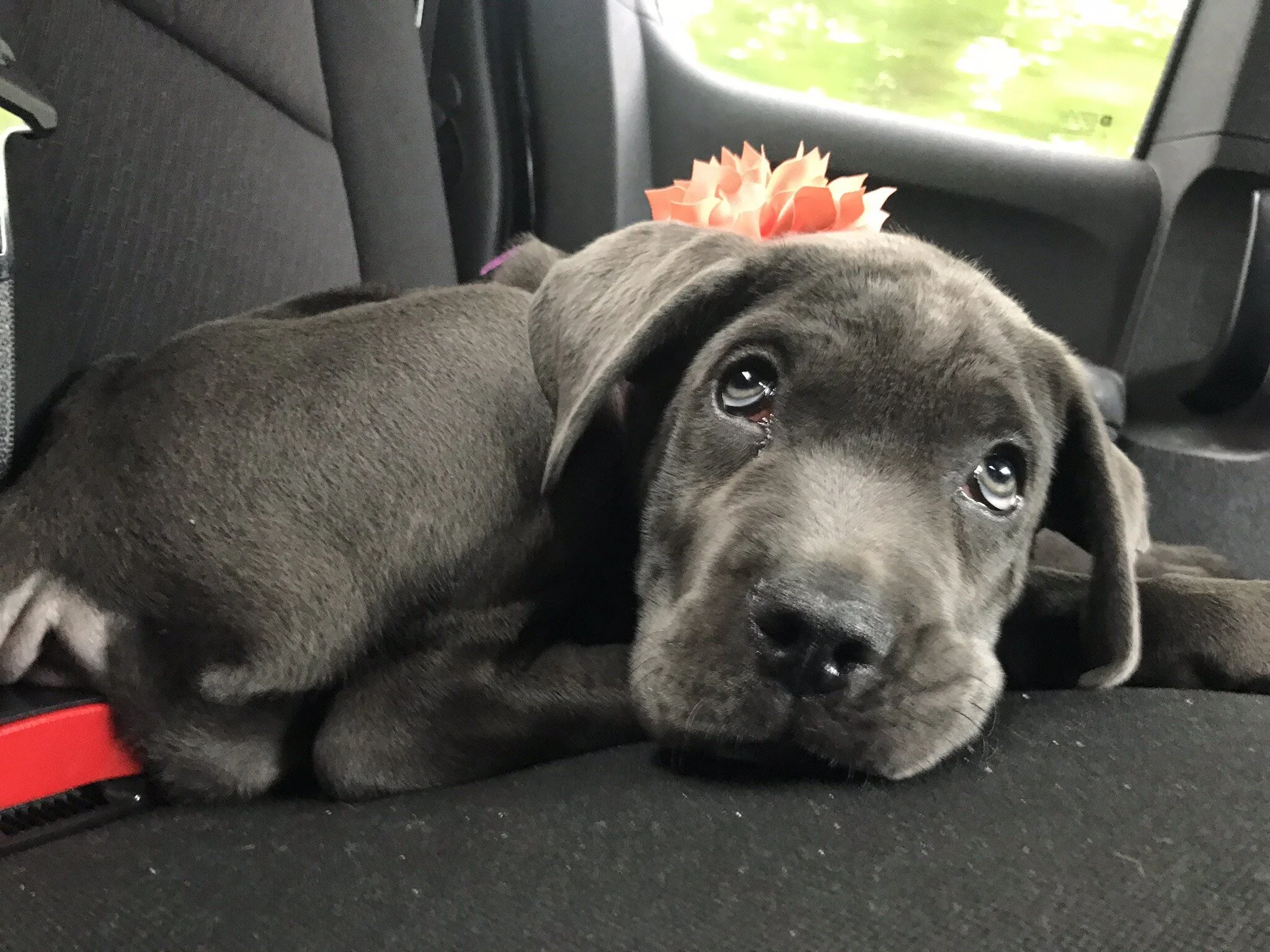 Manganiello Cane Corso