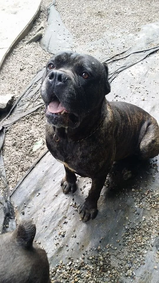 Diesel
