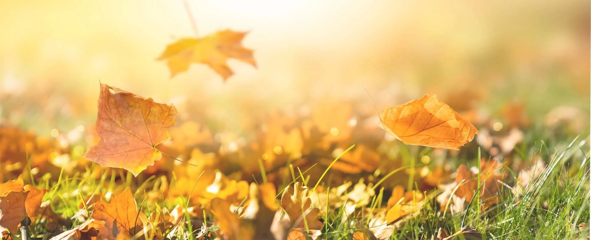 Fall_Collection_WebBanner_Adobe_519607788bpsd.jpg