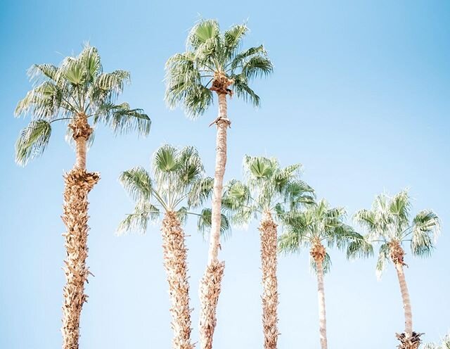 These palms are in my near future ... counting down the days! ✈️☀️🌴
.
.
#. . . #natalieimhoffphotography #friscofamilyphotographer #prosperfamilyphotographer #officialphotographerforKidsShouldn&rsquo;tHaveCancerFoundationTexas #familyphotographer #c
