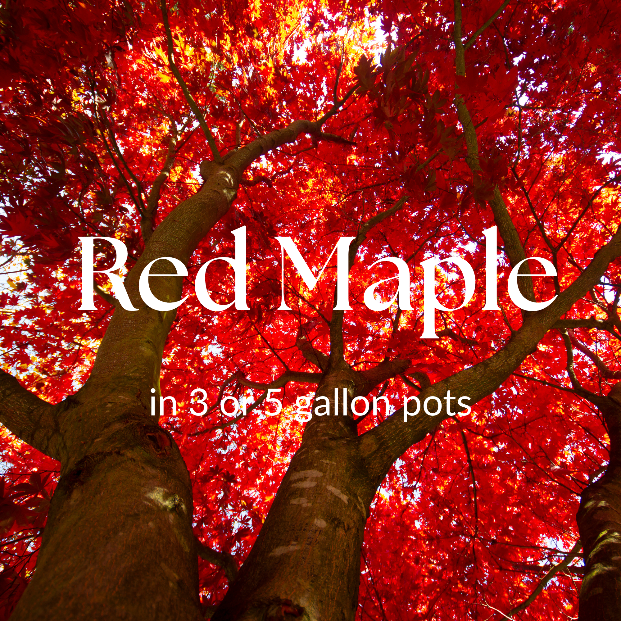 Red Maple (Acer rubrum)