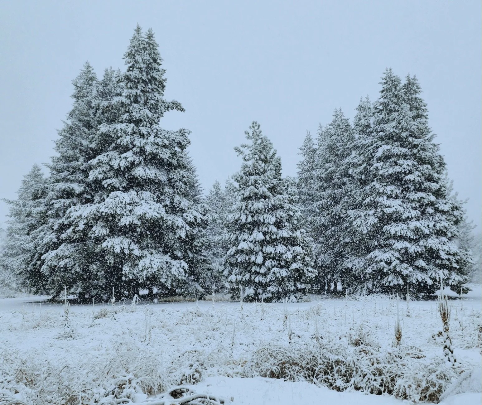 Naturalist Series: Winter Hike