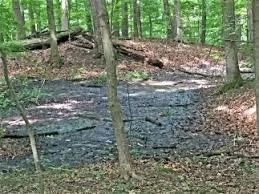 Vernal Pool Exploration at Flint Ridge