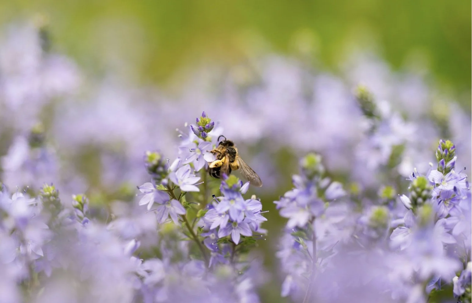 Naturalist Series: Plant & Pollinator Walk