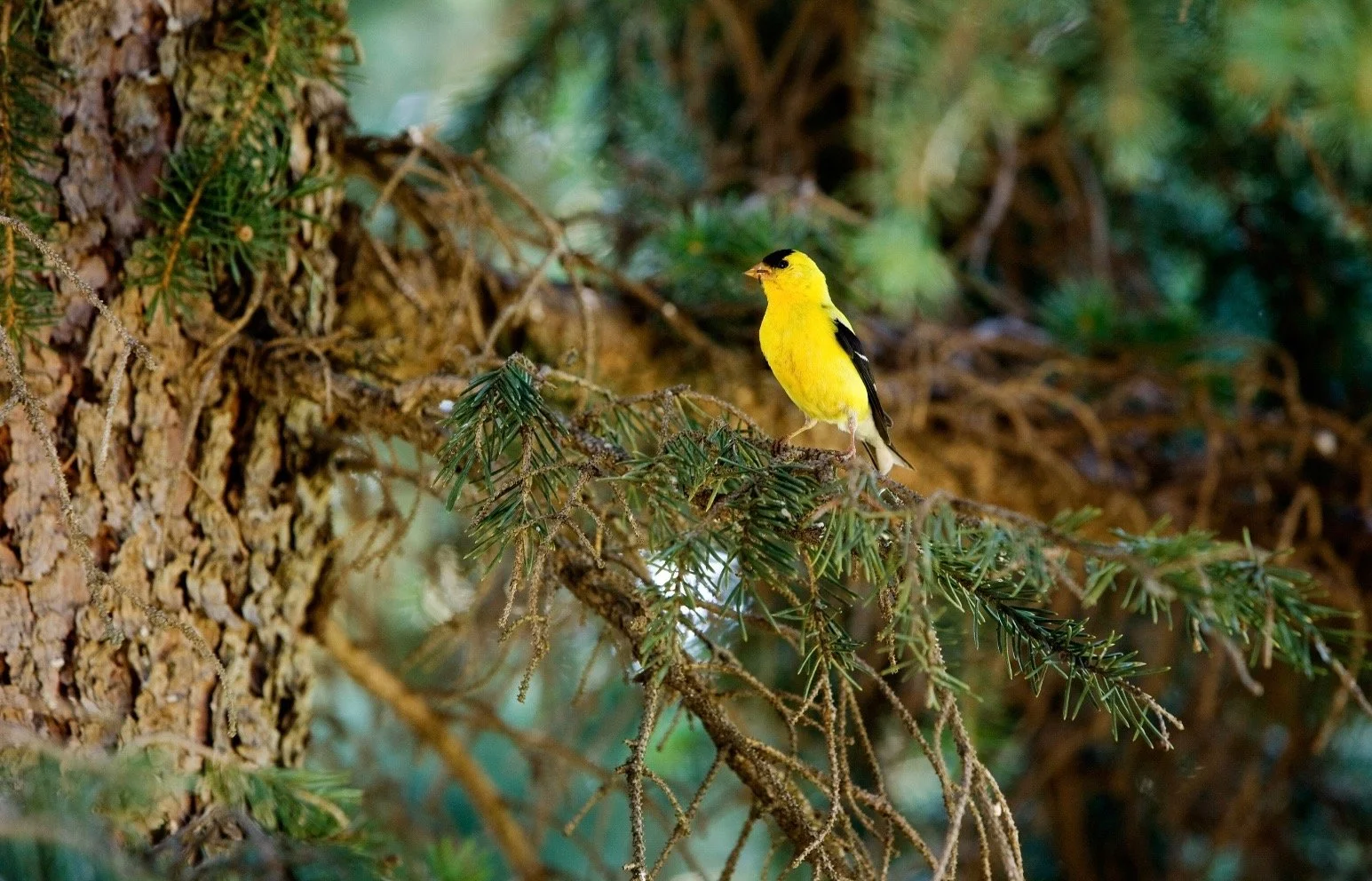 Naturalist Series: Birding Hike