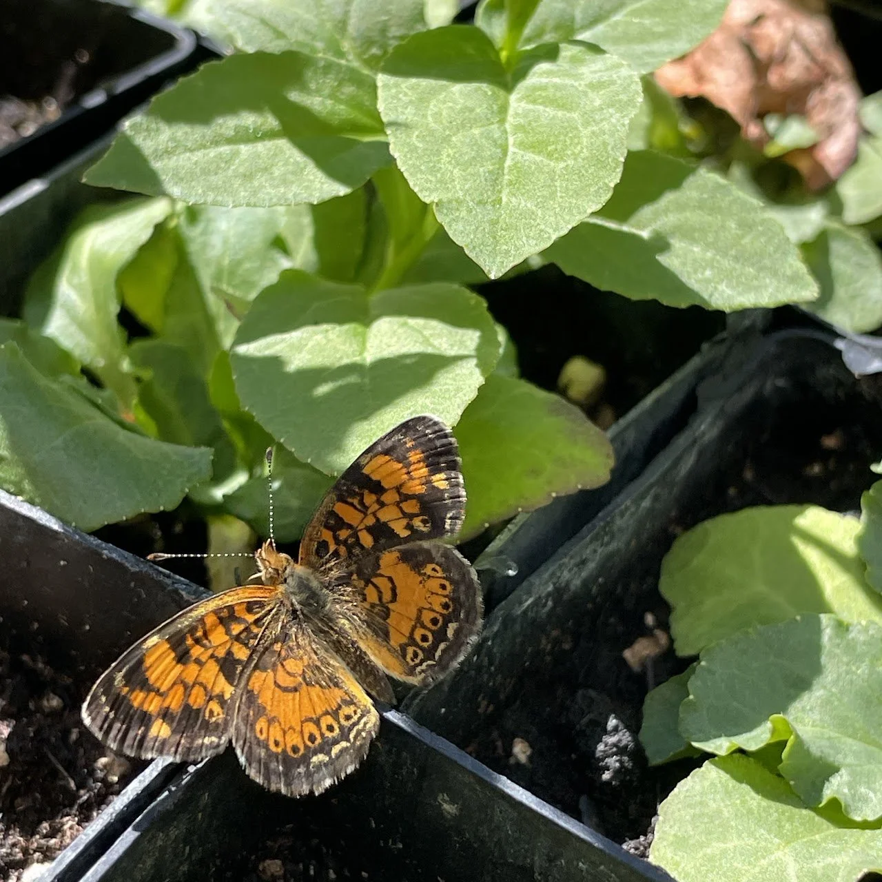 Native Plant Sale