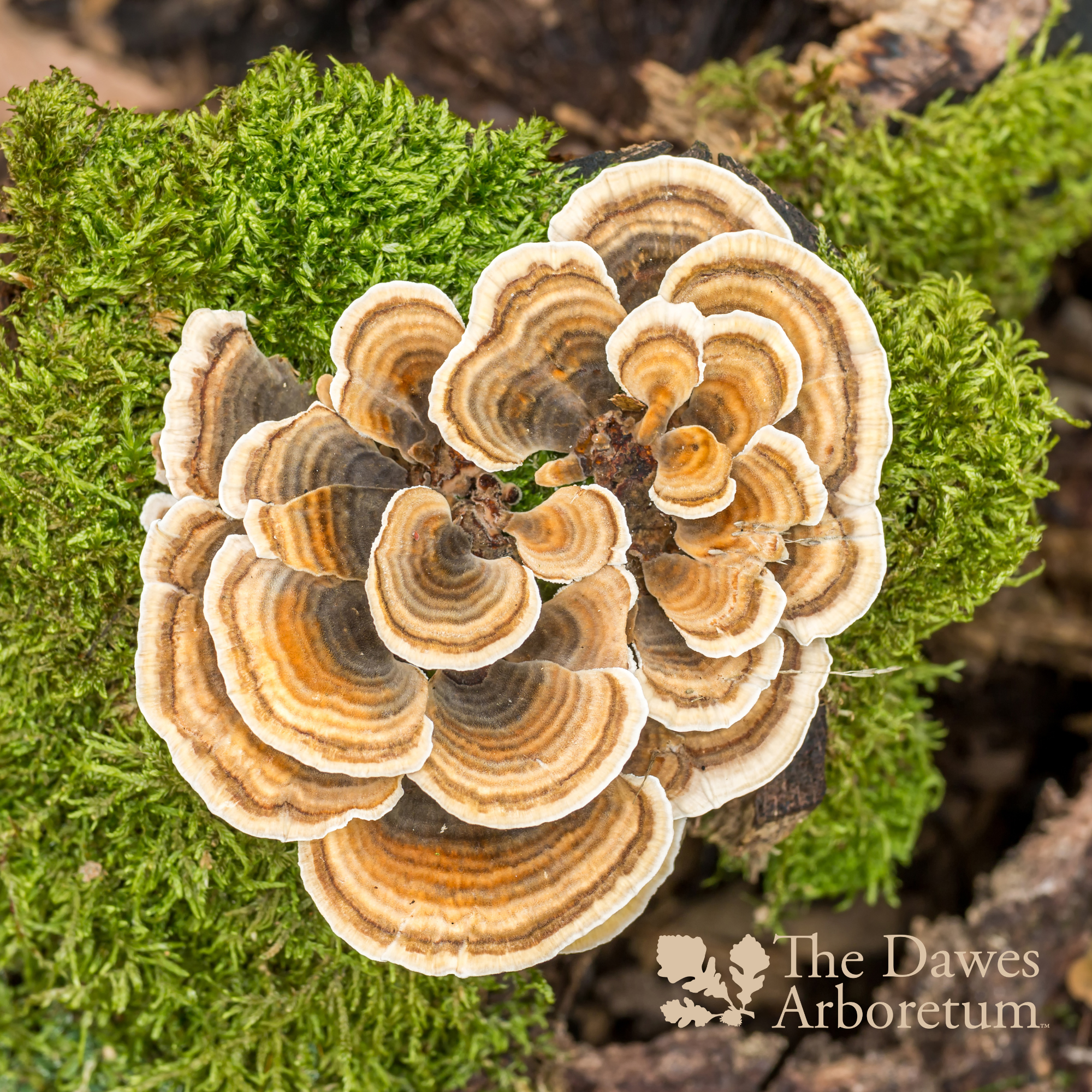 Mushroom Walk Wednesday