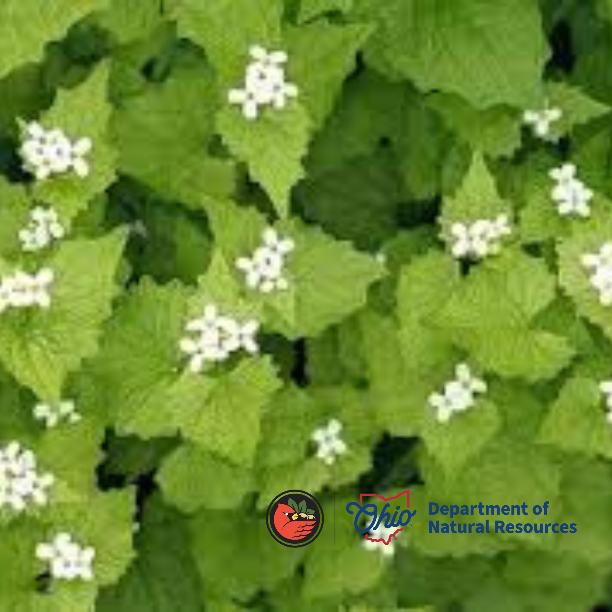 Blackhand Gorge Garlic Mustard Pull
