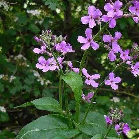 Invasive Spotlight: Dame’s Rocket