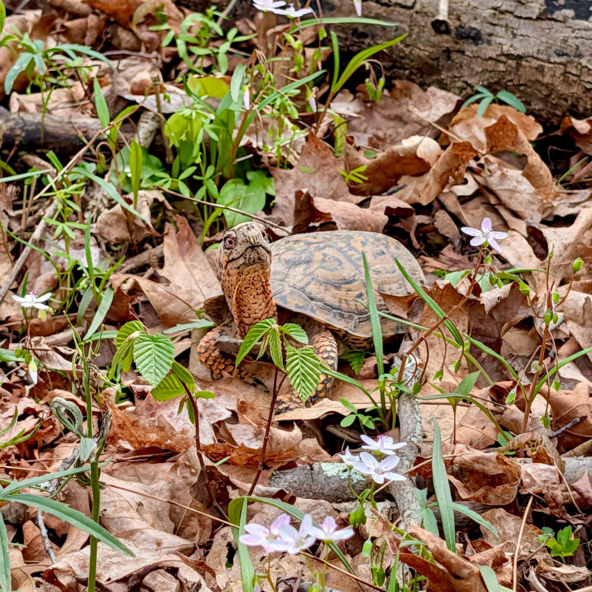 Native Spotlight: Eastern Box Turtle