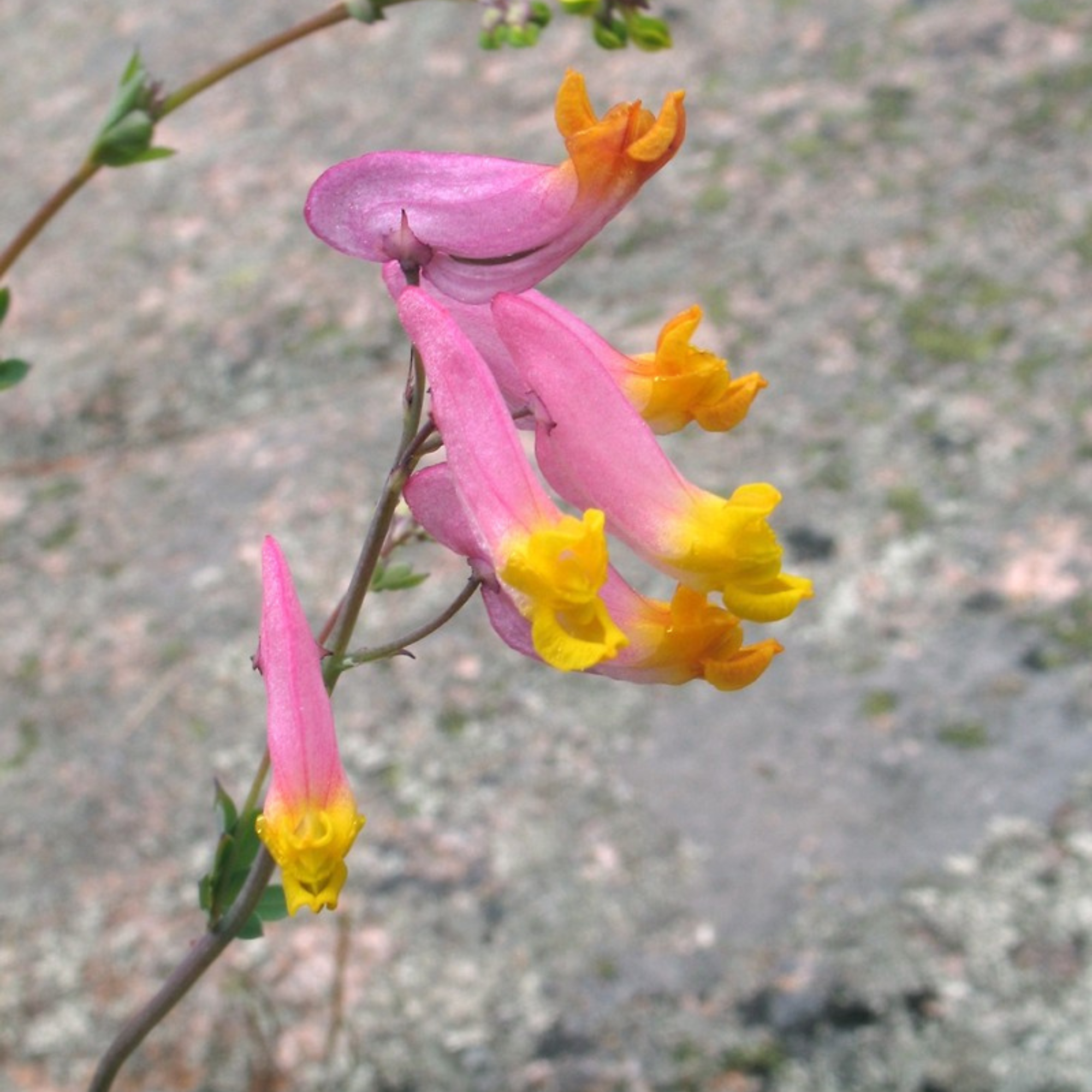 Native Spotlight: Rock Harlequin