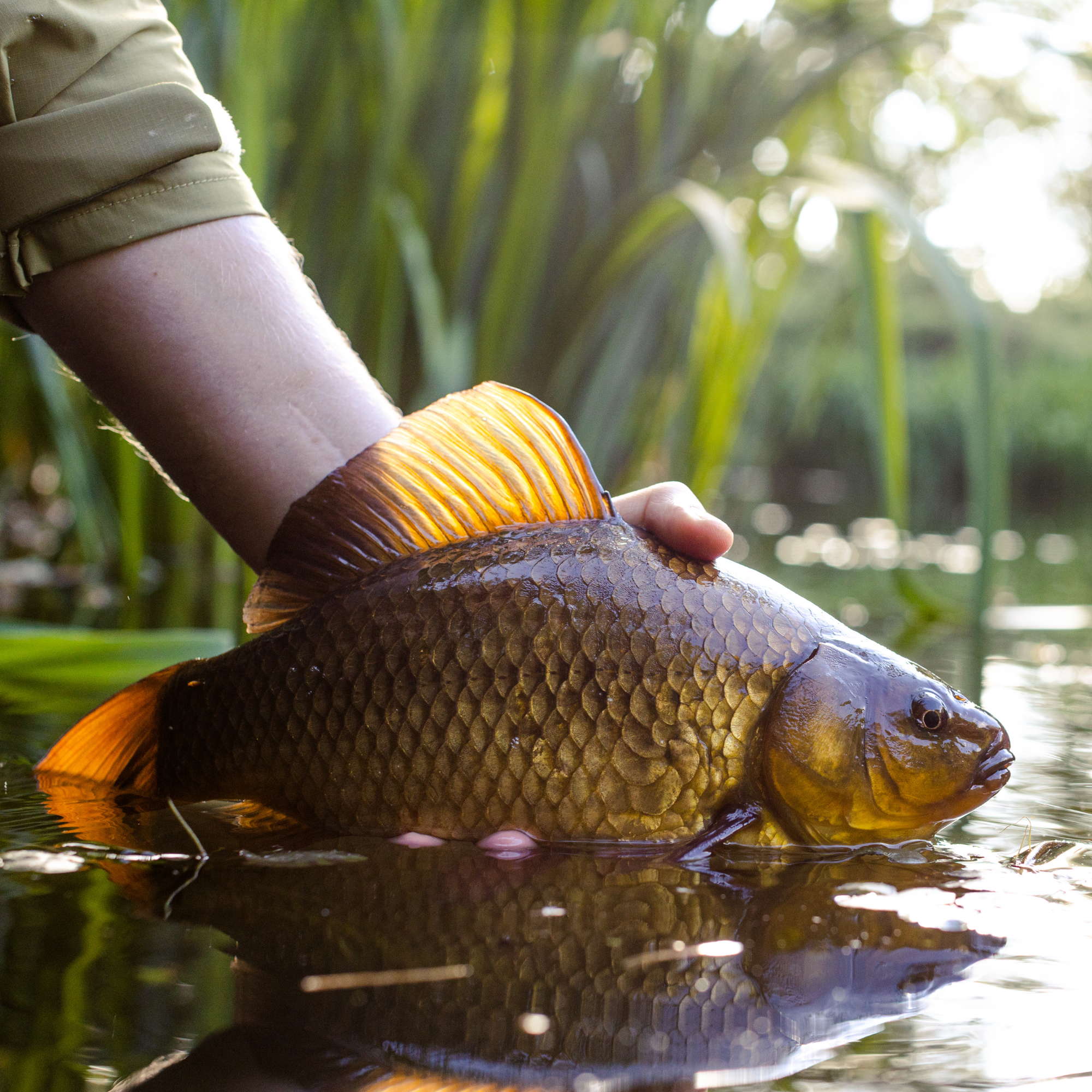 Invasive Spotlight: Carp