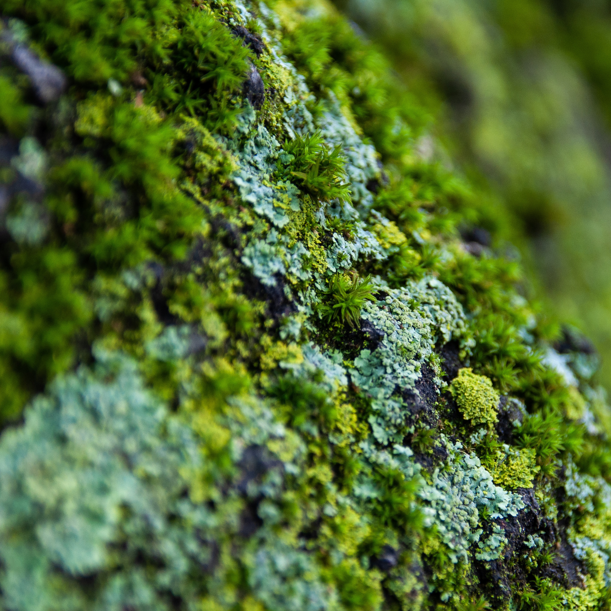 Naturalist Series: Moss Walk