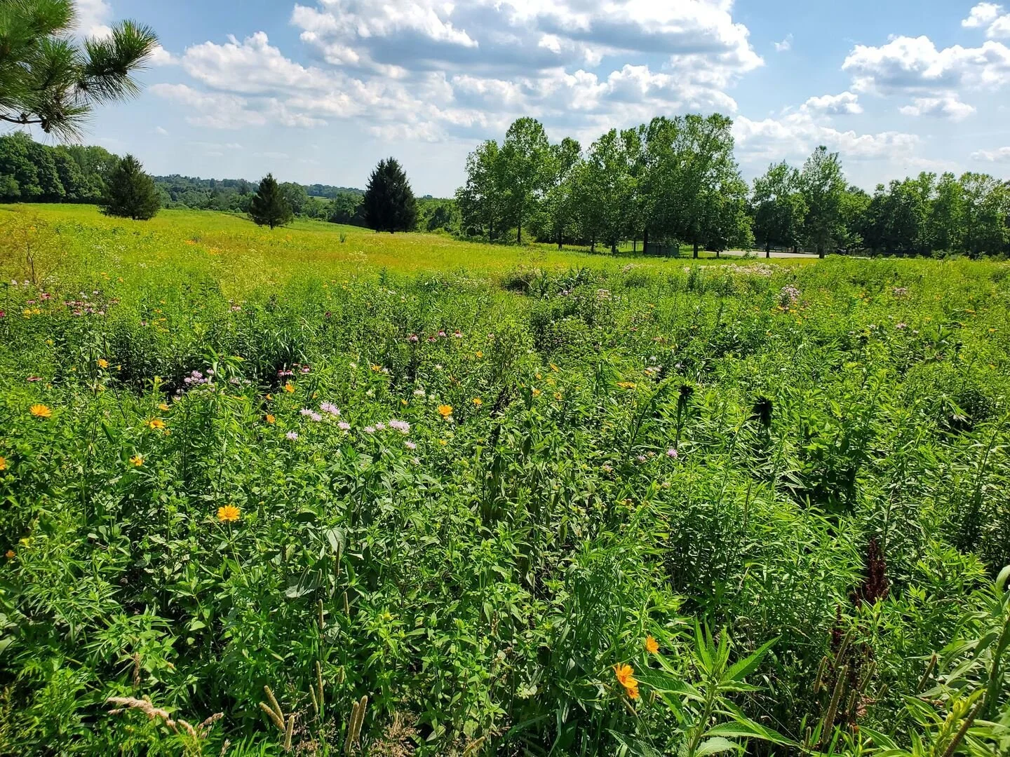 BACKYARD CONSERVATION: PRAIRIES