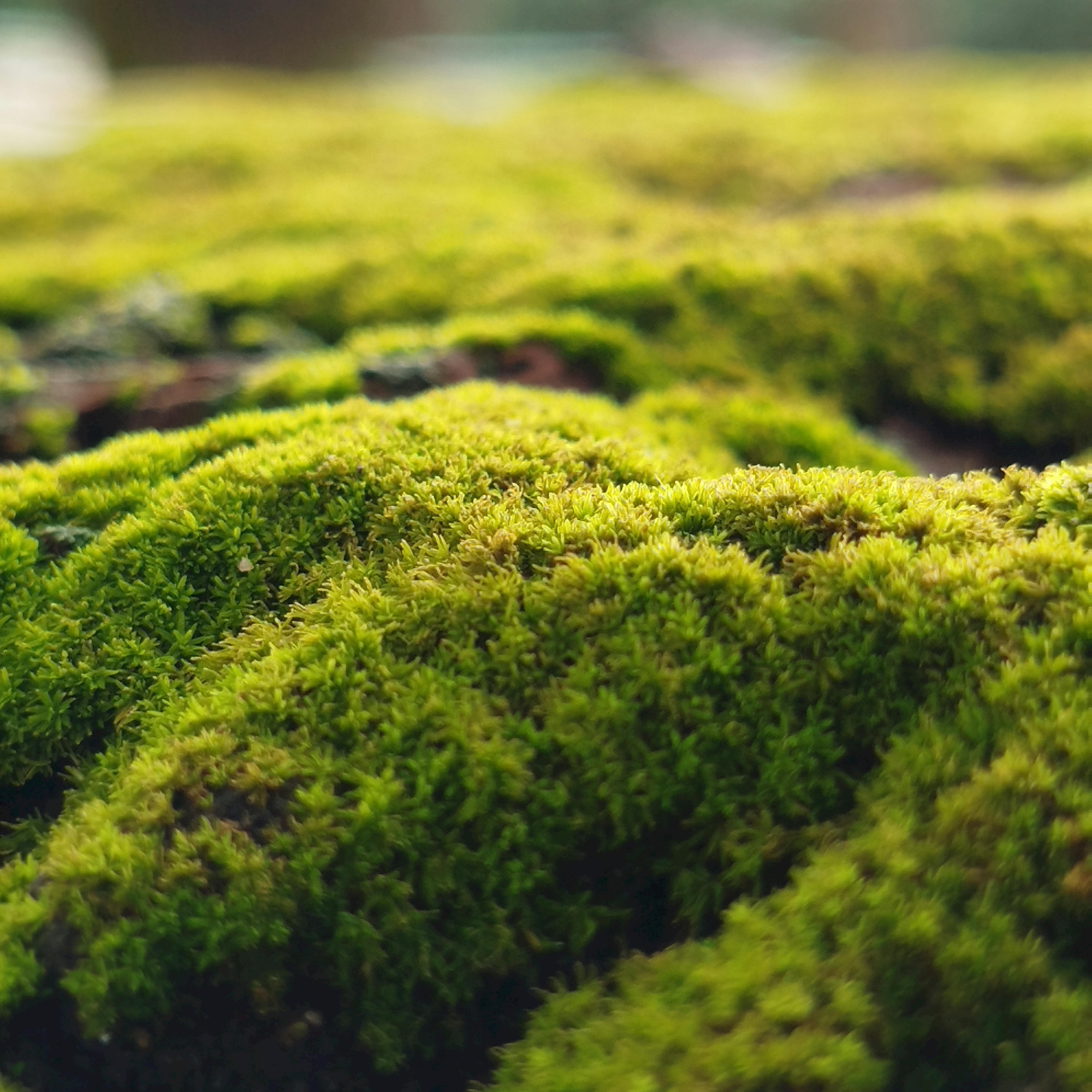 Moss Identification and Ecology Workshop