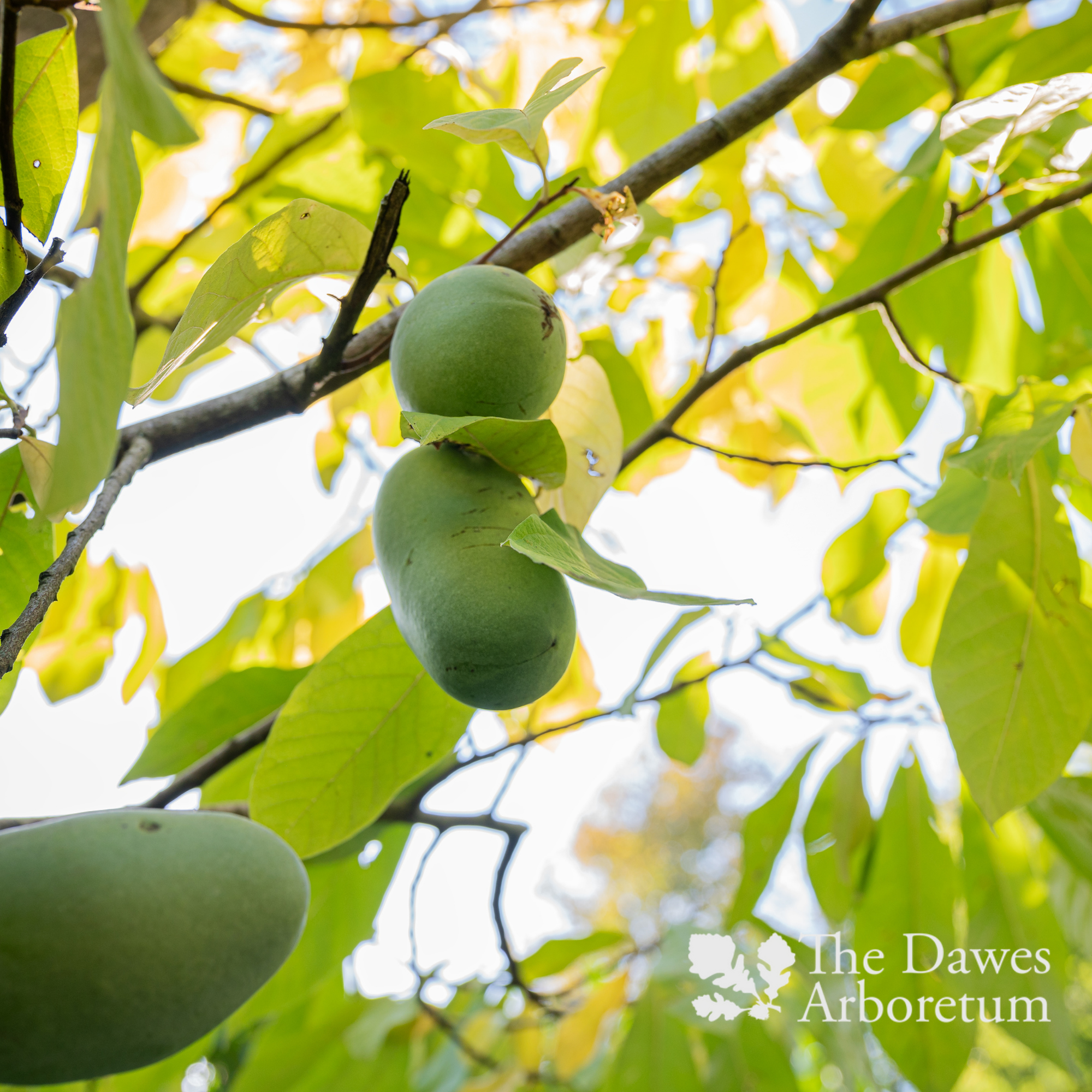 Pawpaw Walk