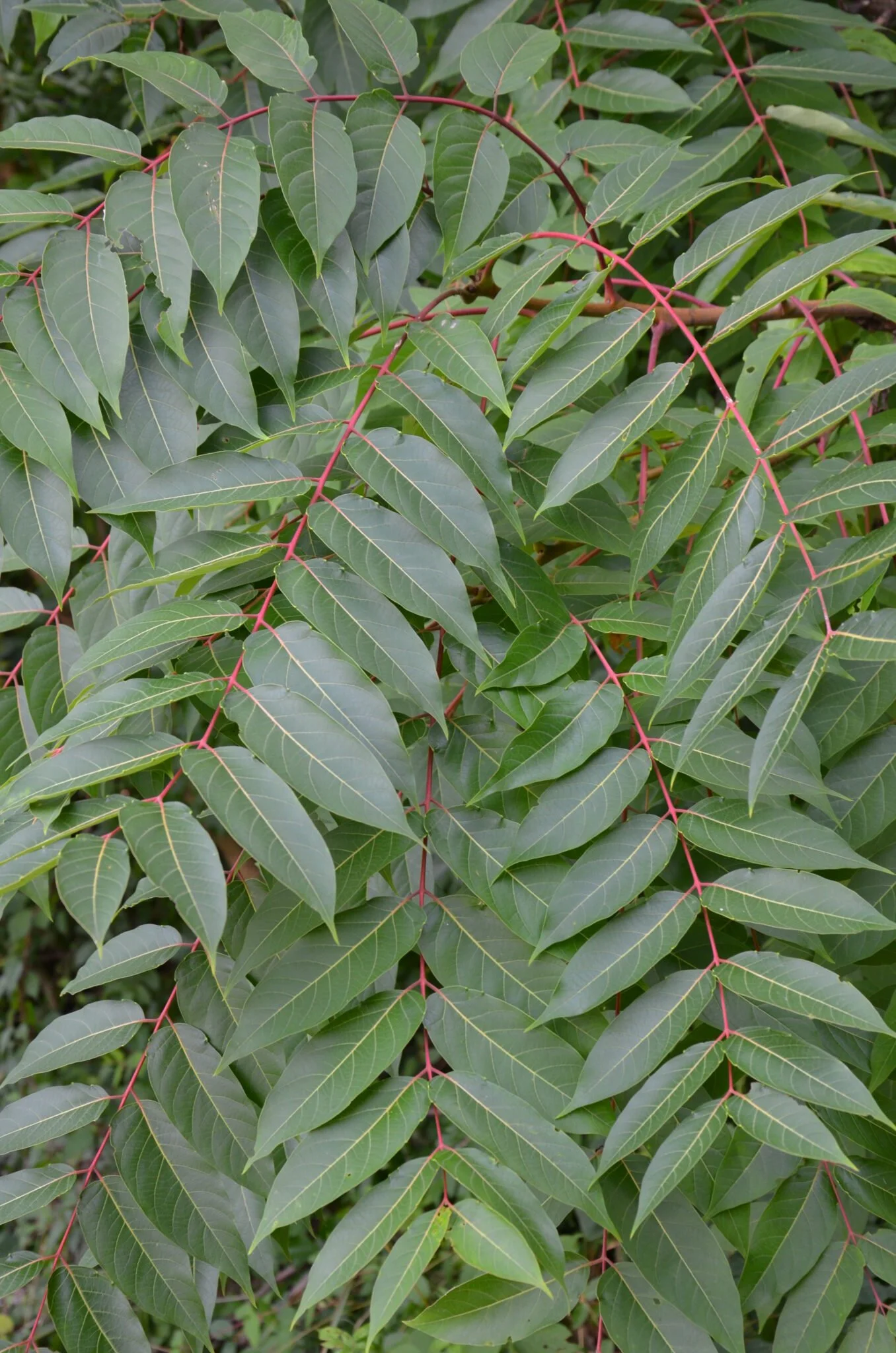 Tree of Heaven Resources