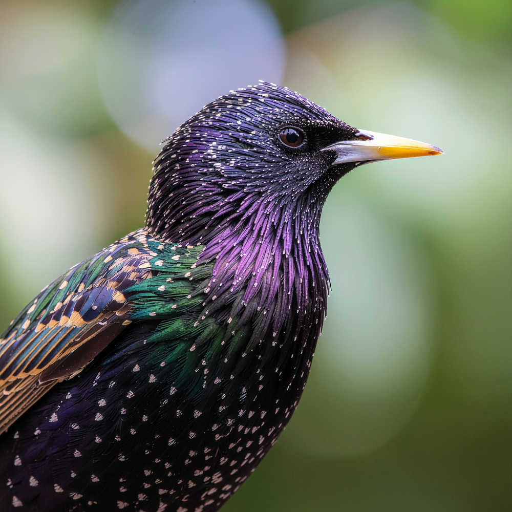 The Starling, Shakespeare, and an Invasion