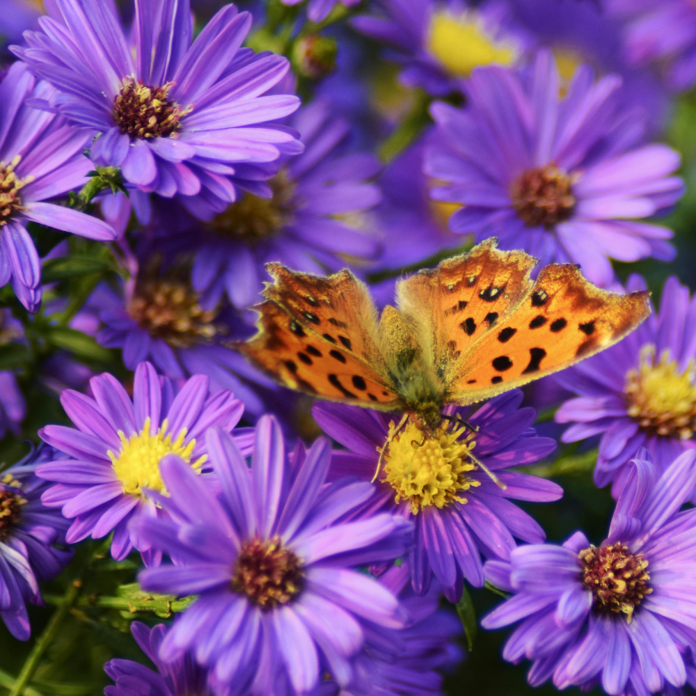 Learn More About Ohio Asters